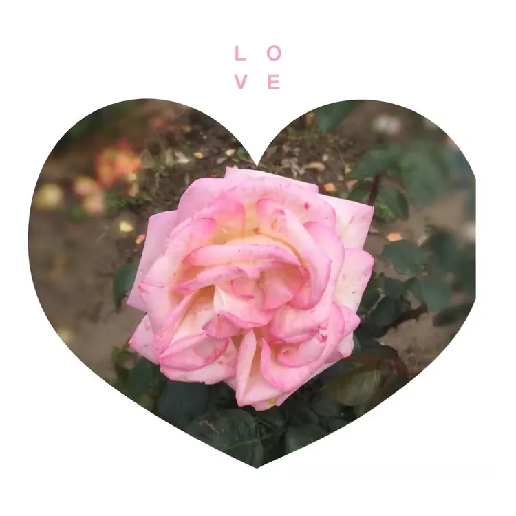 玫瑰环负面观众批评评估局,绿草做出否认声明 玫瑰环负面观众批评评估局,绿草做出否认声明